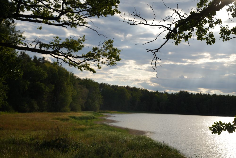 Rybník Křivonoska za podvečerního světla